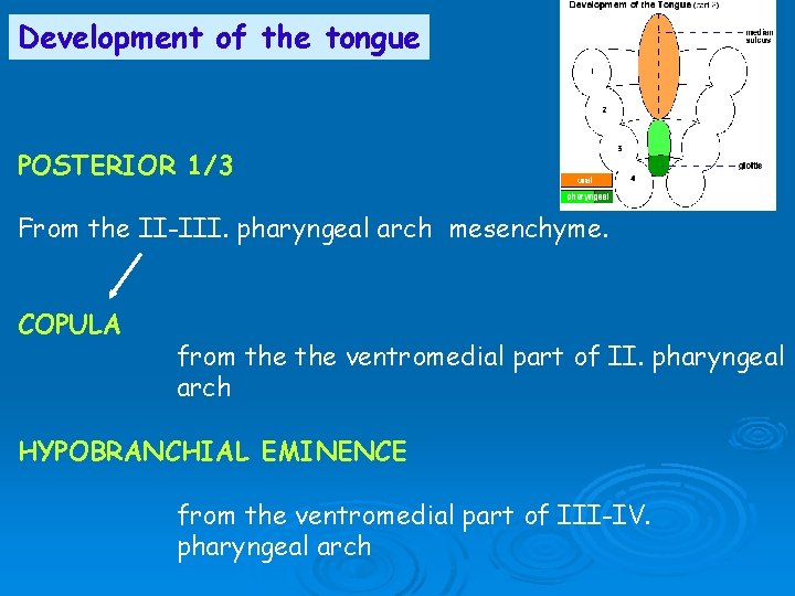 Development of the tongue POSTERIOR 1/3 From the II-III. pharyngeal arch mesenchyme. COPULA from