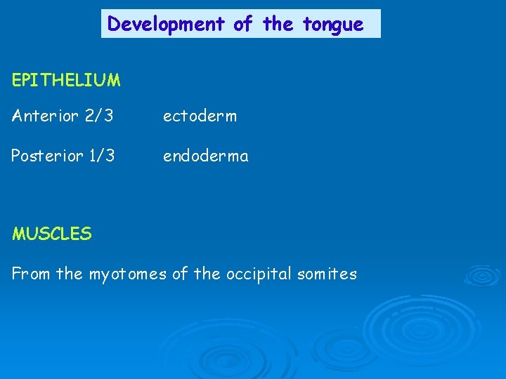 Development of the tongue EPITHELIUM Anterior 2/3 ectoderm Posterior 1/3 endoderma MUSCLES From the