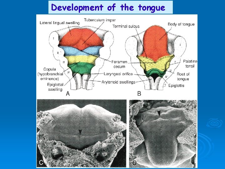 Development of the tongue 