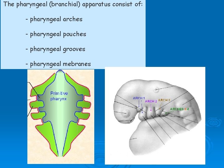 The pharyngeal (branchial) apparatus consist of: - pharyngeal arches - pharyngeal pouches - pharyngeal