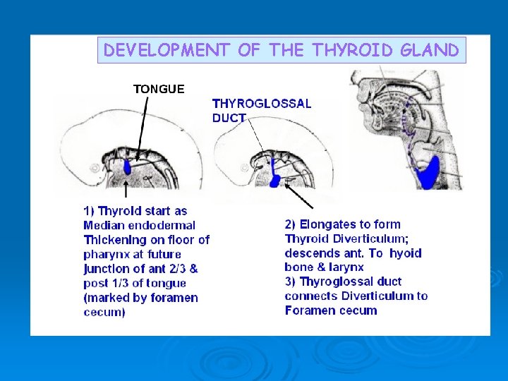 DEVELOPMENT OF THE THYROID GLAND 