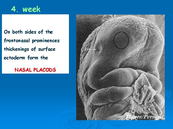 4. week On both sides of the frontonasal prominences thickenings of surface ectoderm form