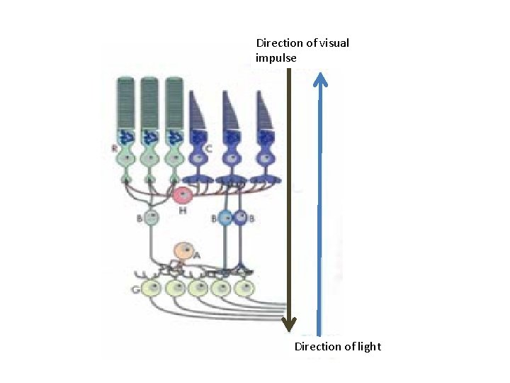 Direction of visual impulse Direction of light 