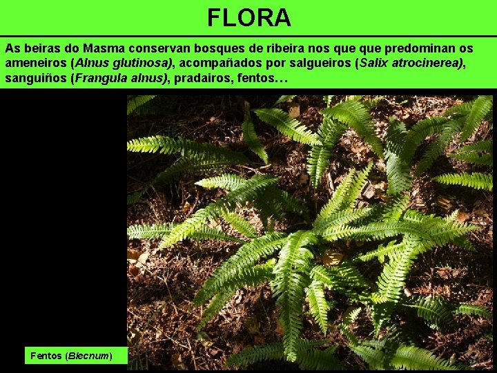 FLORA As beiras do Masma conservan bosques de ribeira nos que predominan os ameneiros