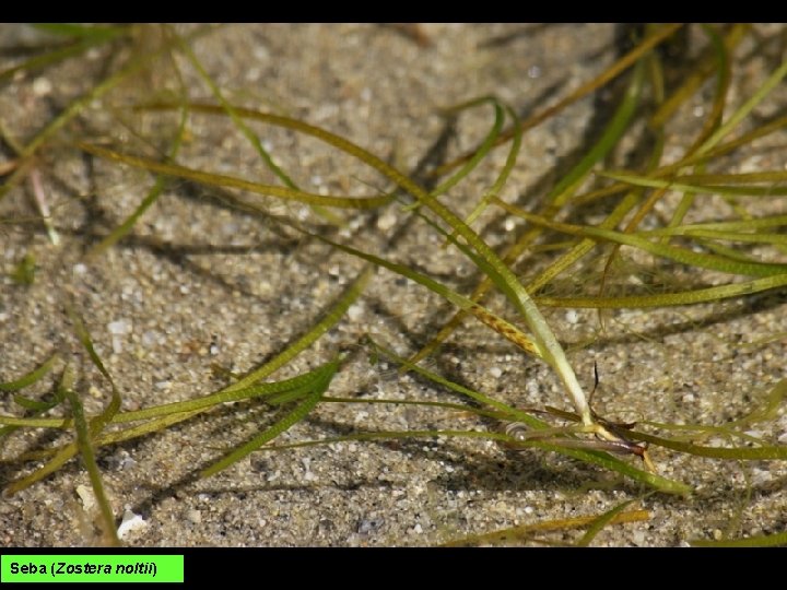 Seba (Zostera noltii) 