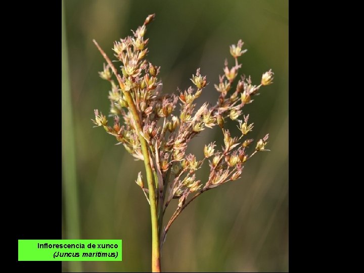 Inflorescencia de xunco (Juncus maritimus) 