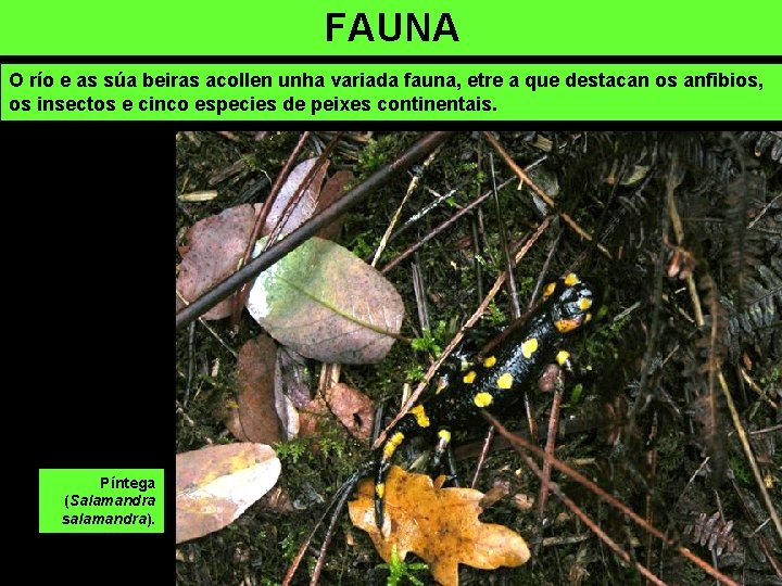 FAUNA O río e as súa beiras acollen unha variada fauna, etre a que