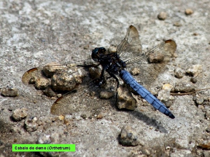 Cabalo do demo (Orthetrum) 