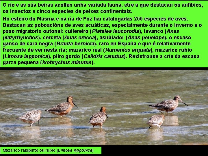 O río e as súa beiras acollen unha variada fauna, etre a que destacan