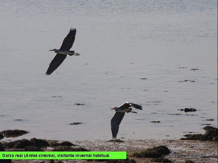 Garza real (Ardea cinerea), visitante invernal habitual. 