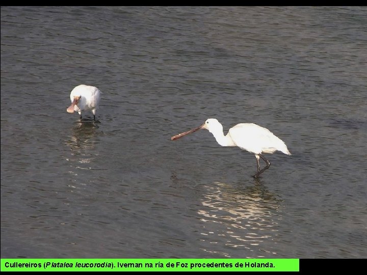 Cullereiros (Platalea leucorodia). Ivernan na ría de Foz procedentes de Holanda. 