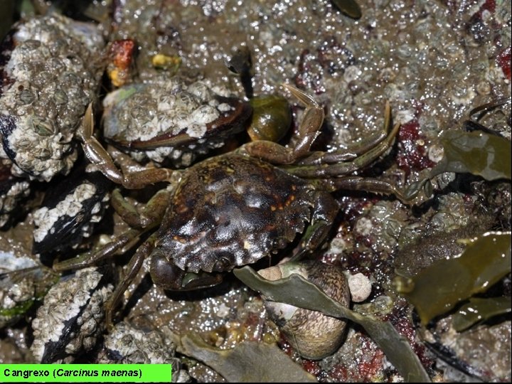 Cangrexo (Carcinus maenas) 