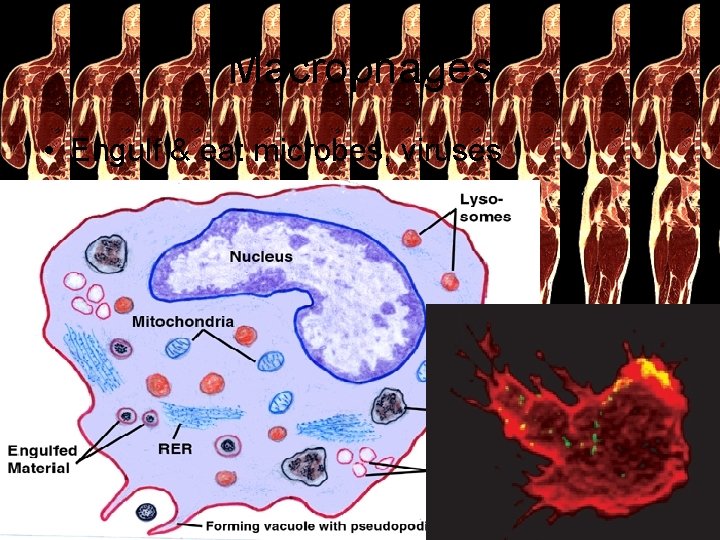 Macrophages • Engulf & eat microbes, viruses 