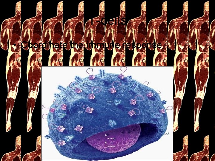 T-cells • Coordinate the immune response 