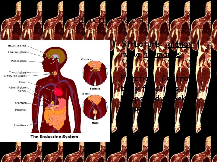 Endocrine system • Structure: glands make hormones • Function: Controls body functions; keeps body