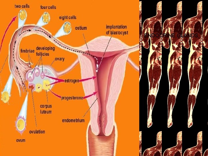 ENDOCRINE GLANDS 