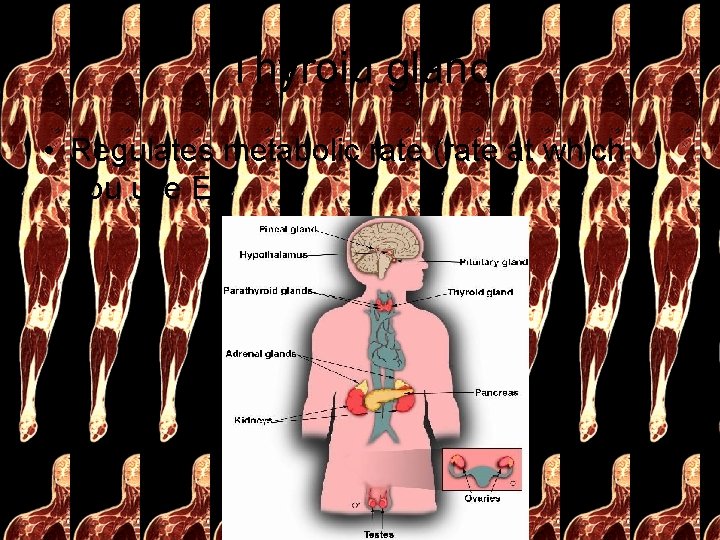 Thyroid gland • Regulates metabolic rate (rate at which you use E). 