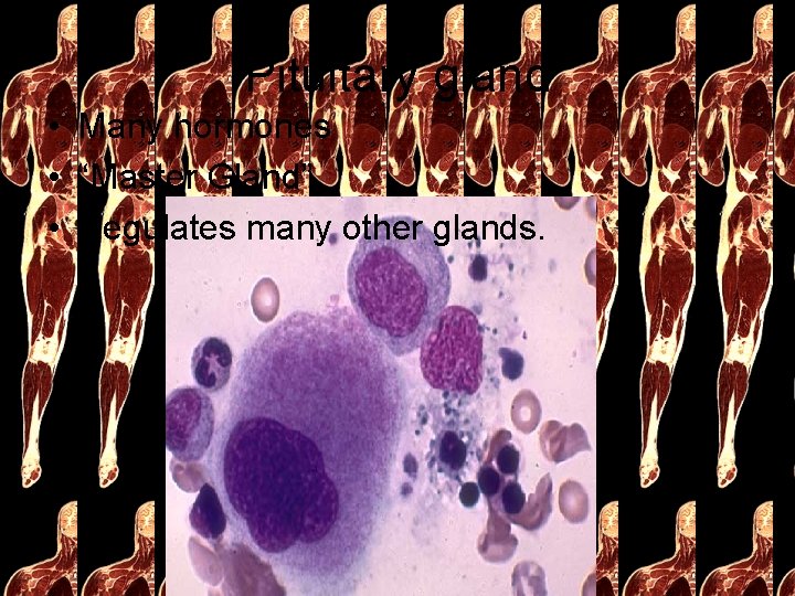 Pituitary gland • Many hormones • “Master Gland” • Regulates many other glands. 