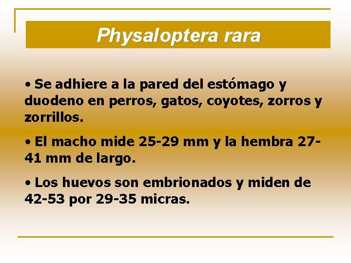 Physaloptera rara • Se adhiere a la pared del estómago y duodeno en perros,