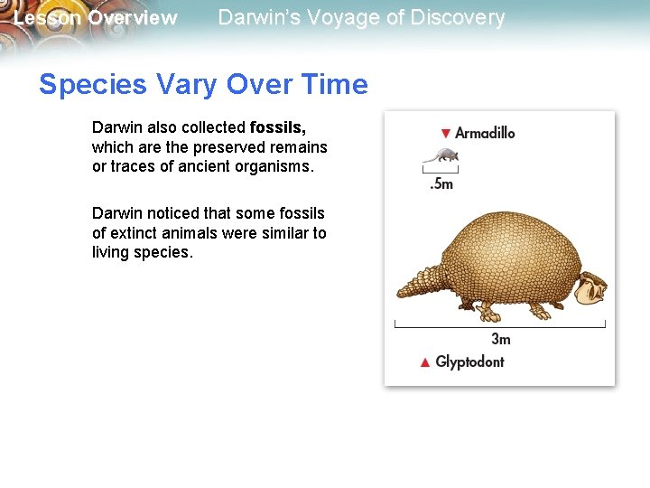 Lesson Overview Darwin’s Voyage of Discovery Species Vary Over Time Darwin also collected fossils,