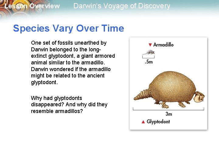 Lesson Overview Darwin’s Voyage of Discovery Species Vary Over Time One set of fossils