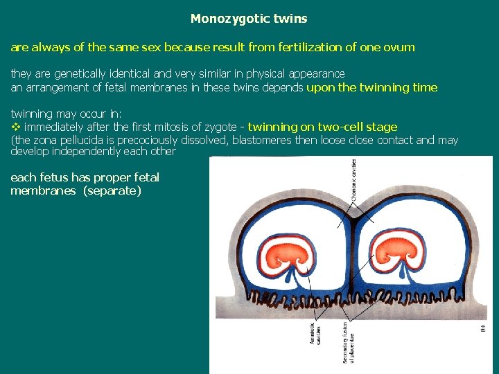Monozygotic twins are always of the same sex because result from fertilization of one