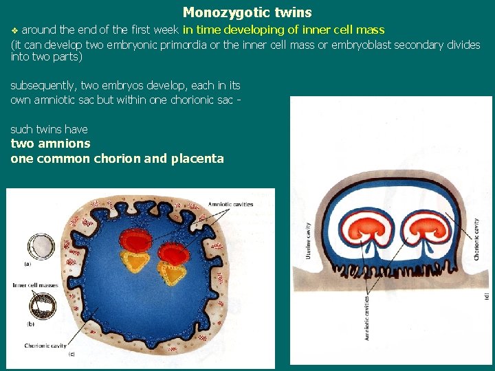 Monozygotic twins around the end of the first week in time developing of inner