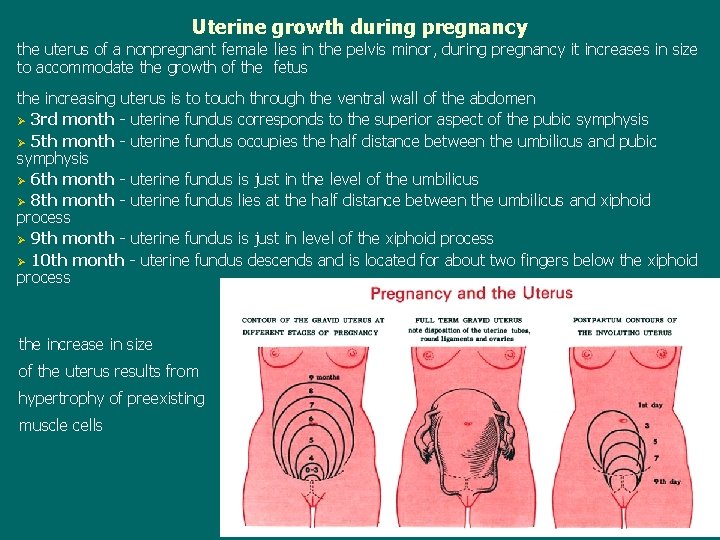 Uterine growth during pregnancy the uterus of a nonpregnant female lies in the pelvis