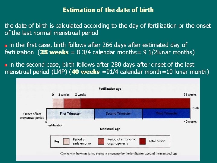 Estimation of the date of birth is calculated according to the day of fertilization