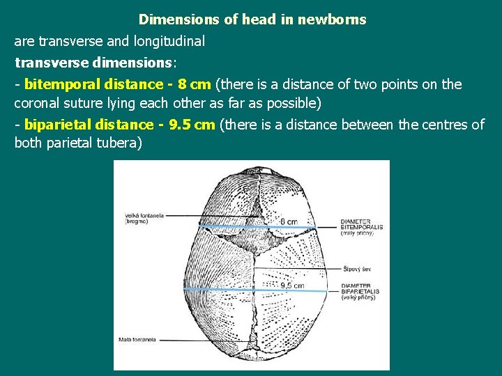 Dimensions of head in newborns are transverse and longitudinal transverse dimensions: - bitemporal distance