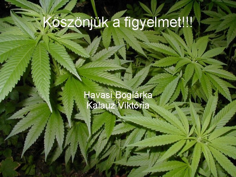 Köszönjük a figyelmet!!! Havasi Boglárka Kalauz Viktória 