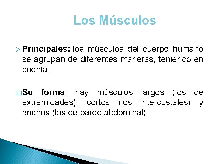 Los Músculos Ø Principales: los músculos del cuerpo humano se agrupan de diferentes maneras,