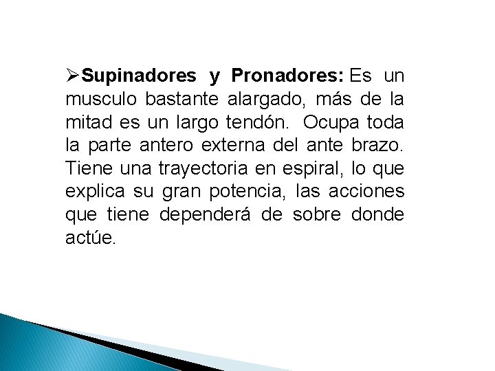 ØSupinadores y Pronadores: Es un musculo bastante alargado, más de la mitad es un