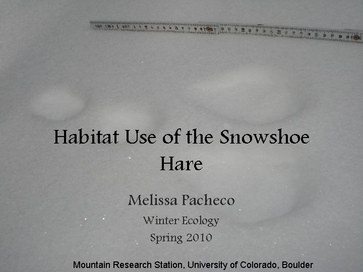Habitat Use of the Snowshoe Hare Melissa Pacheco Winter Ecology Spring 2010 Mountain Research