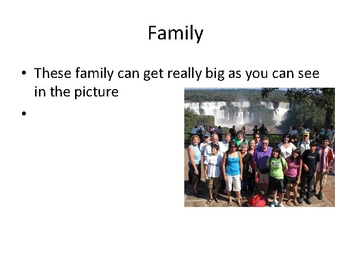 Family • These family can get really big as you can see in the