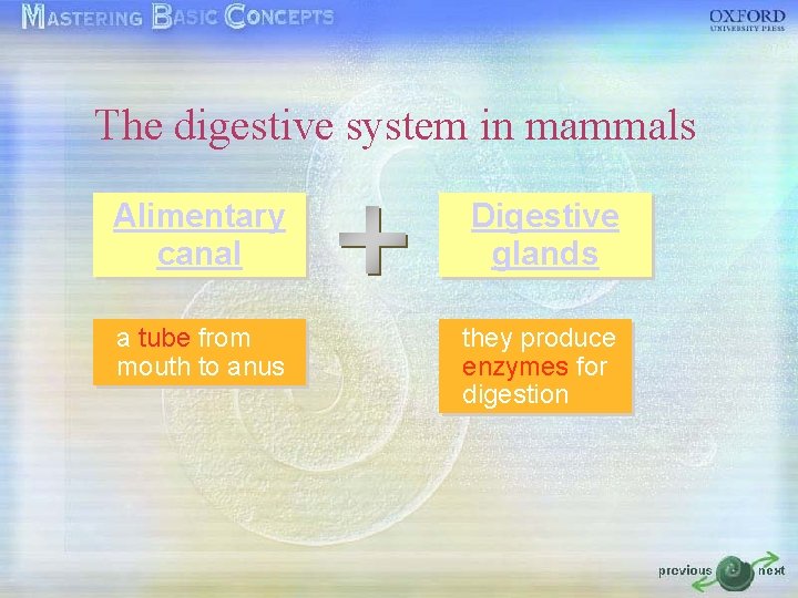 The digestive system in mammals Alimentary canal Digestive glands a tube from mouth to