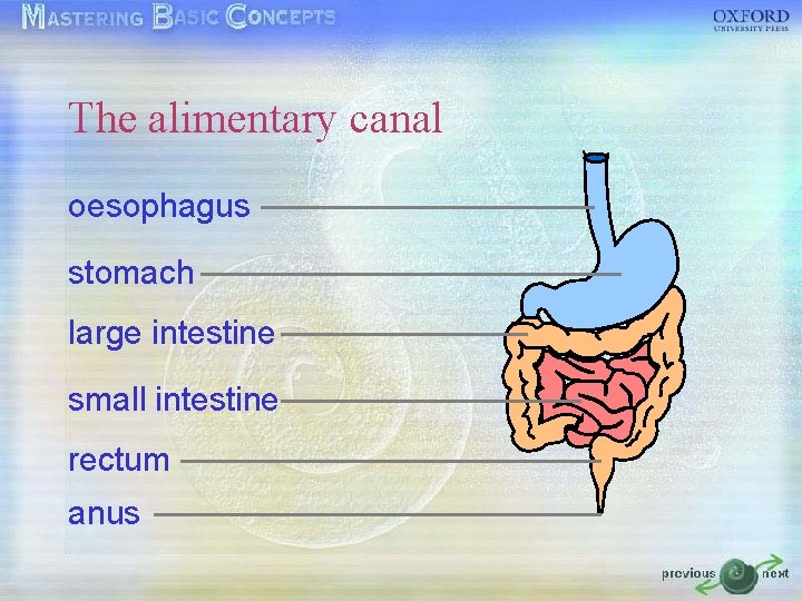 The alimentary canal oesophagus stomach large intestine small intestine rectum anus 