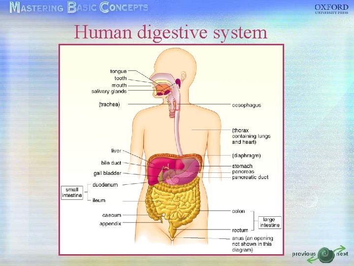 Human digestive system 