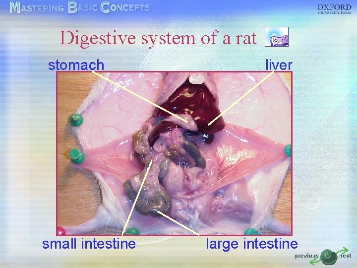Digestive system of a rat stomach small intestine liver large intestine 