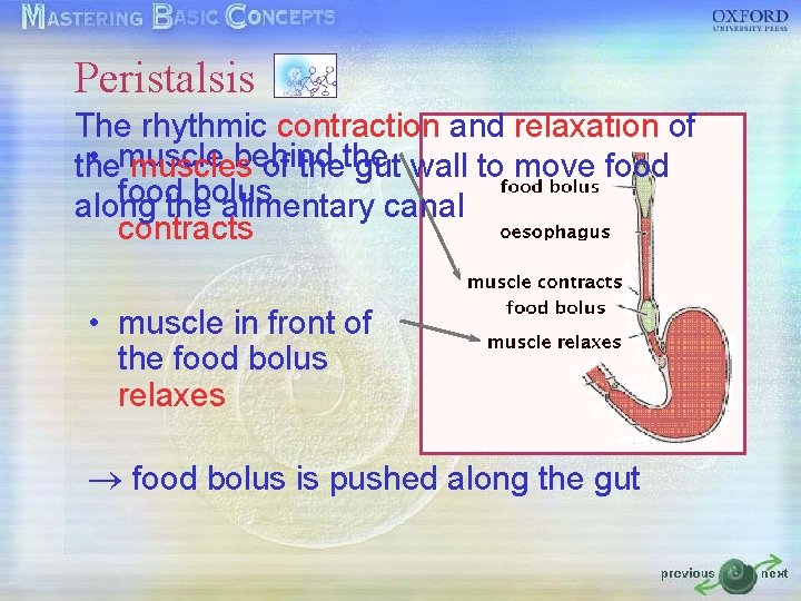 Peristalsis The rhythmic contraction and relaxation of • muscle behind the muscles of thethe