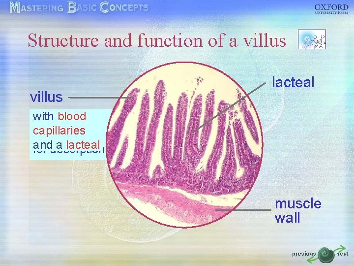 Structure and function of a villus lacteal with blood transports one cell thick increase