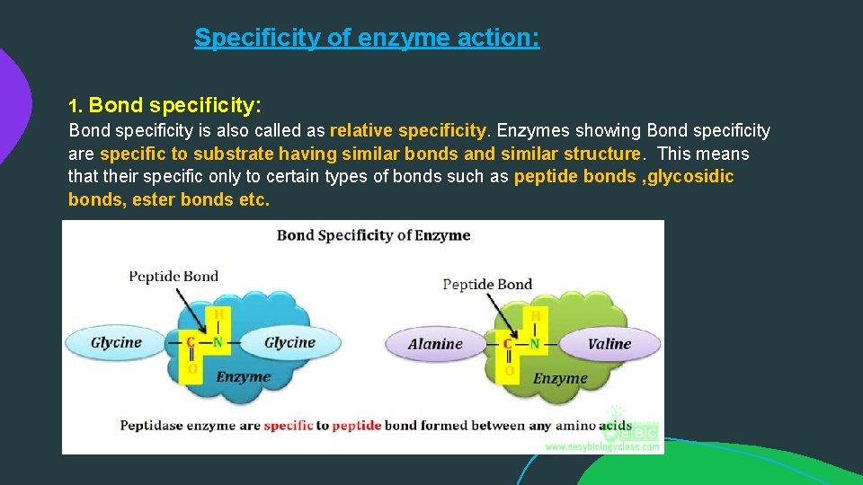 Specificity of enzyme action: 1. Bond specificity: Bond specificity is also called as relative