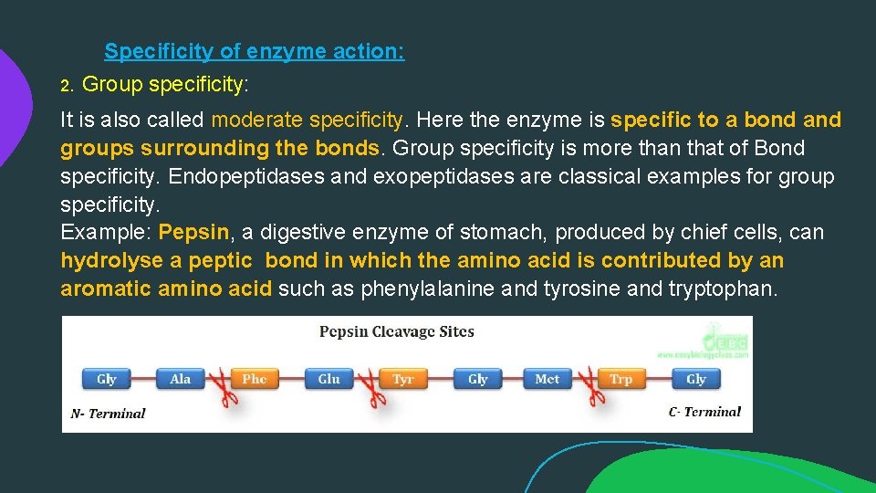 Specificity of enzyme action: 2. Group specificity: It is also called moderate specificity. Here