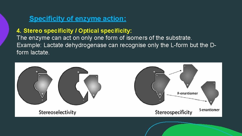 Specificity of enzyme action: 4. Stereo specificity / Optical specificity: The enzyme can act