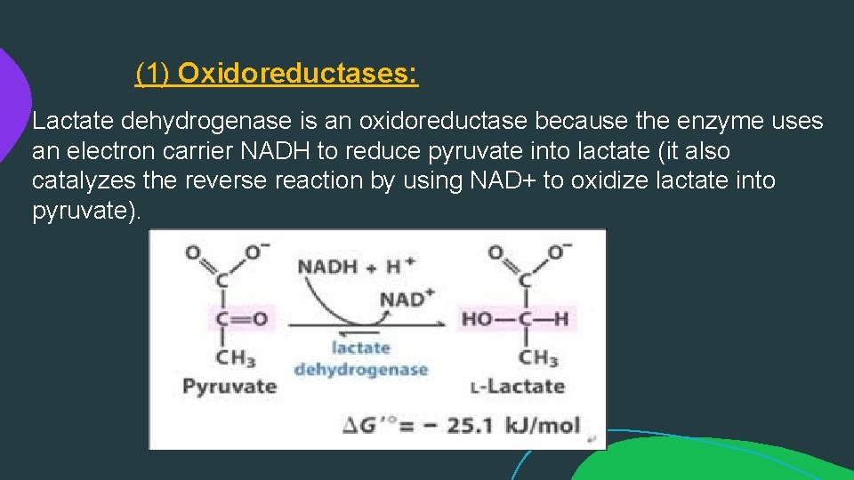 (1) Oxidoreductases: Lactate dehydrogenase is an oxidoreductase because the enzyme uses an electron carrier