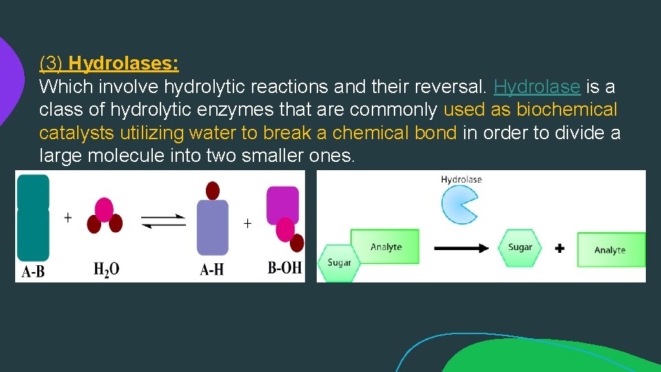 (3) Hydrolases: Which involve hydrolytic reactions and their reversal. Hydrolase is a class of