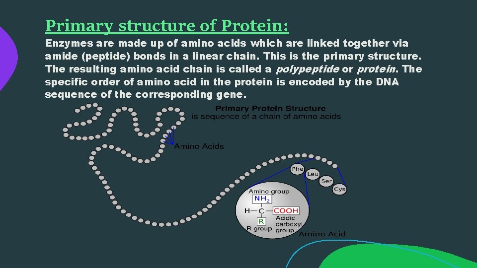 Primary structure of Protein: Enzymes are made up of amino acids which are linked