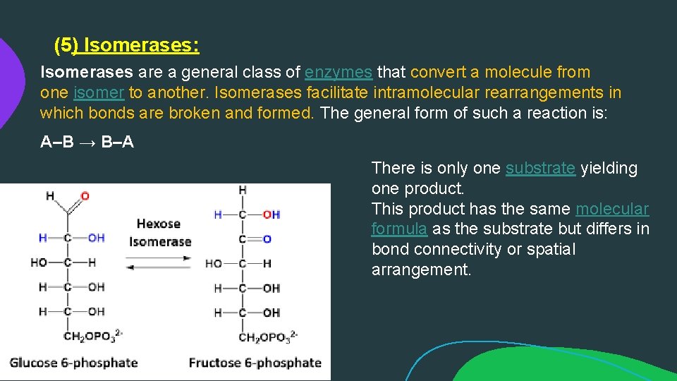 (5) Isomerases: Isomerases are a general class of enzymes that convert a molecule from