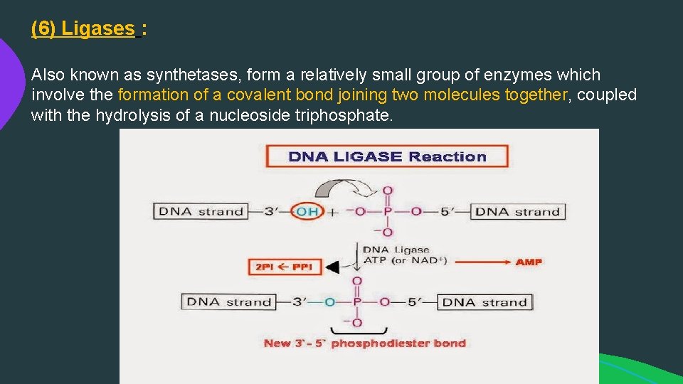 (6) Ligases : Also known as synthetases, form a relatively small group of enzymes