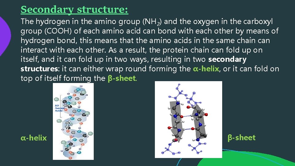 Secondary structure: The hydrogen in the amino group (NH 2) and the oxygen in